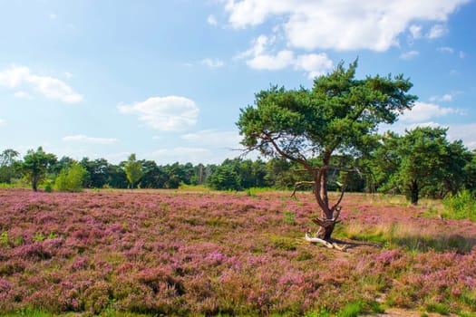 Heathland in National Park Maasduinen in the Netherlands