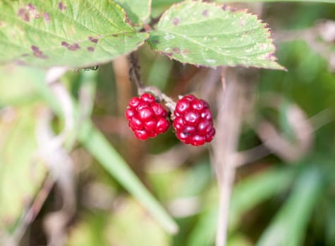 two small red raspberries blackberries bramble bush growing  Essex  England  UK