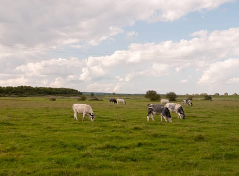 a landscape scene with dairy farm cows grazing on the grass Essex  England  UK