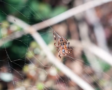 spider on web outside  European Garden Spider or Cross Orb-Weaver  Essex  England  UK