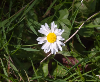 small full petals single yellow and white daisy flower on floor  Essex  England  UK
