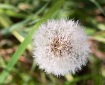 white flower head seeds full of dandelion Taraxacum officinale  Essex  England  UK