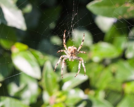 spider on web spider on web outside  European Garden Spider or Cross Orb-Weaver  Essex  England  UK