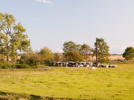 a group of dairy farm cows waiting at the gate in the pasture on a sunny day in field Essex  England  UK
