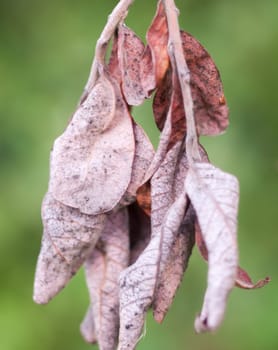 autumn crispy red crinkled leaves hanging dried  Essex  England  UK