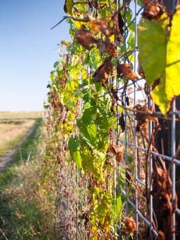 artistic view of leafs on metal fencing on country walk way Essex  England  UK