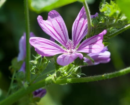 beautiful clear sharp purple common mallow flower Malva sylvestris  Essex  England  UK