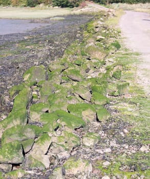 algae covered rocks formation at side of road Essex  England  UK