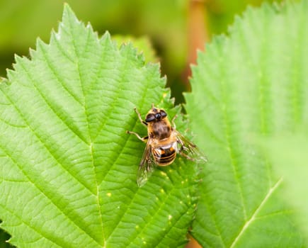 big yellow and black  Belted Hover fly on green leaf Volucella zonaria  Essex  England  UK