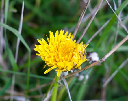 beautiful half open yellow dandelion flower head petals  Essex  England  UK