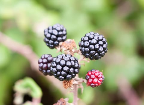close up of bramble fruit blackberries rubus fruticosus  Essex  England  UK
