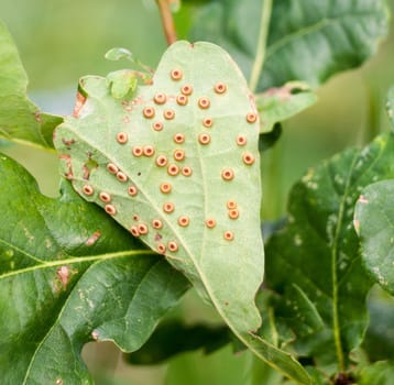 brown small circle dots leaf surface tree  Essex  England  UK