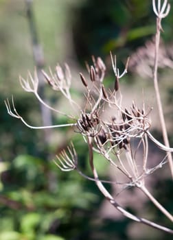 close up of dead seed heads of umbellifer flower plant  Essex  England  UK