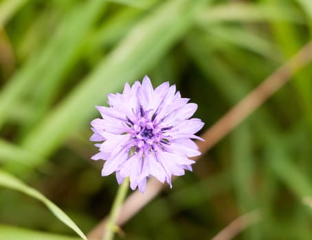 beautiful wild cornflower Centaurea cyanus blue purple  Essex  England  UK