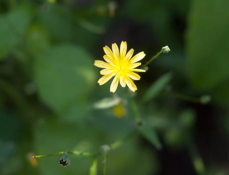 growing wild Nipplewort yellow Lapsana communis green leaves  Essex  England  UK