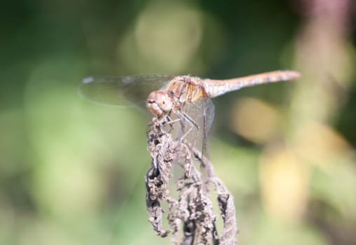 dragonfly perched on dead plant bokeh focus  Essex  England  UK