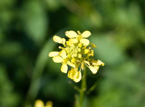 growing wild yellow Bedstraw (Galium verum) green background  Essex  England  UK