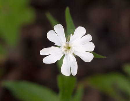 beautiful close up petals of Campion, White Silene latifolia  Essex  England  UK
