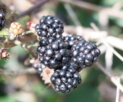 lush ripe blackberries close up fruit rubus fruticosus  Essex  England  UK