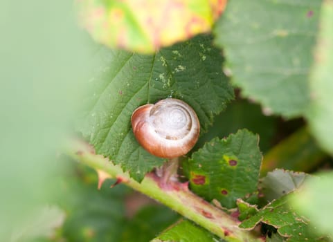 close up of empty snail shell on leaf  Essex  England  UK