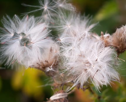 white dispersed seed heads of dandelion Taraxacum officinale  Essex  England  UK