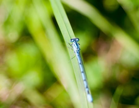close up small common blue damselfly bokeh greenery Enallagma cyathigerum  Essex  England  UK
