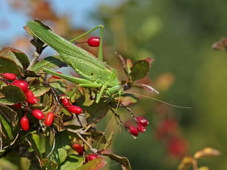 Female Green Hay Horse (Tettigonia viridissima) on Common Barberry (Berberis vulgaris)