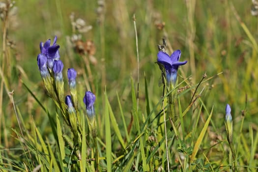 Common fringed gentian (Gentianopsis ciliata) on calcareous grasslands