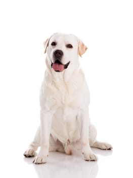 Labrador retriever listen music with headphones