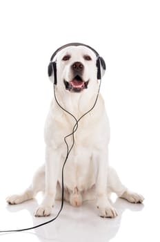 Labrador retriever listen music with headphones