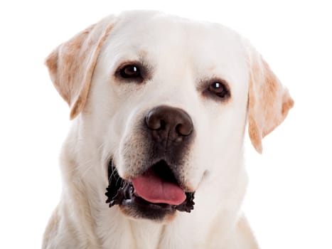 Labrador retriever listen music with headphones