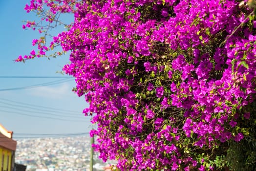 Purple Bougainvillea flowers in historic Valparaiso, Chile