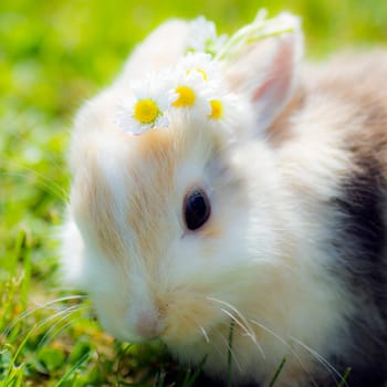 Little bunny with flowers on the head is in grass at spring.