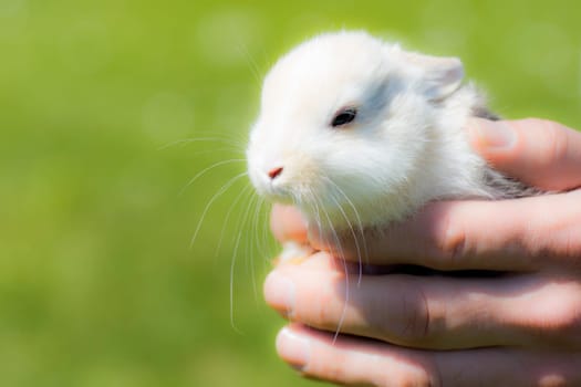 Little white bunny in male hands on green background.