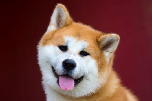 Portrait about a lovely cute akita dog on red background.