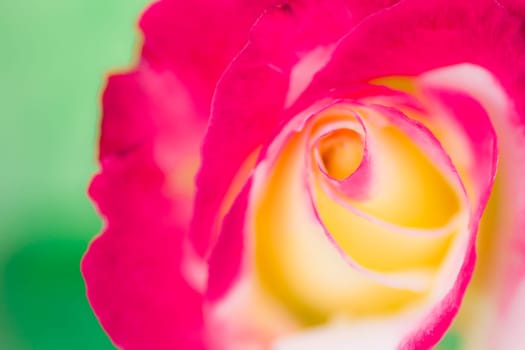 Beautiful pink yellow rose on green background.