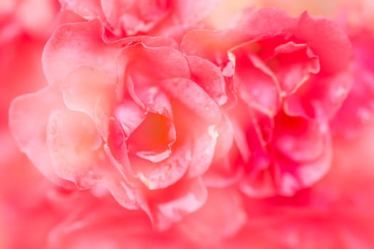 Beautiful abstract pink roses as texture background.