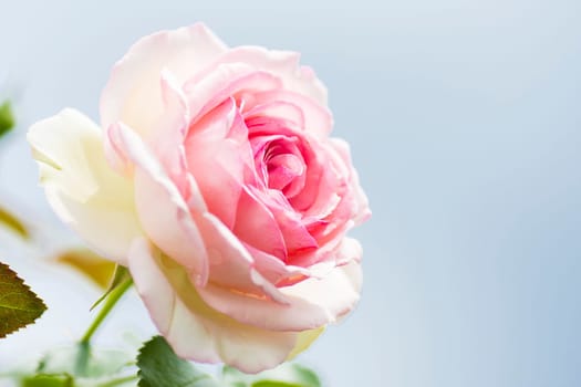 White pink rose on blue sky background.