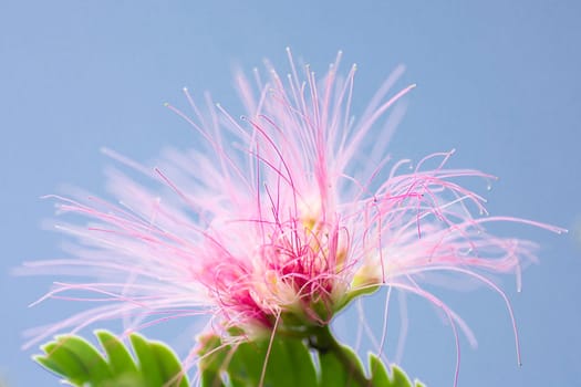 Pink and white flower is on tree on blue sky background.
