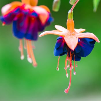 Macro photo about blue orange flower on green background.