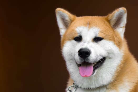 Portrait about an akita dog on brown background.
