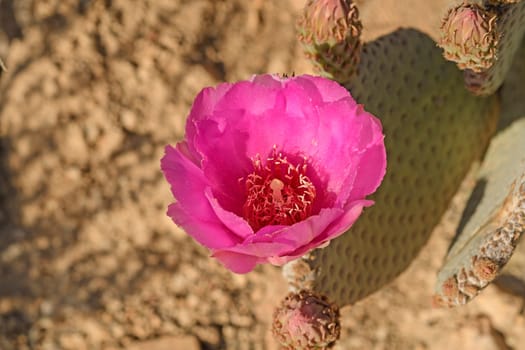 Beavertail Cactus in Bloom in Joshua Tree National Park in California
