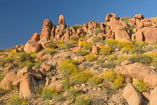 The Desert in Bloom in Spring in Joshua Tree National Park in California