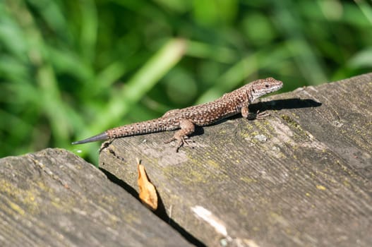 Side view of a wall lizard (Podarcis muralis) sitting on a jetty with a green plant.
