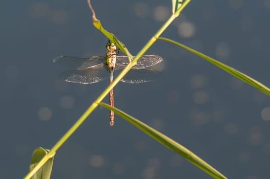 Shelter on a spotted heather dragonfly (Sympetrum Flaveolum) sitting on a reed leaf.
