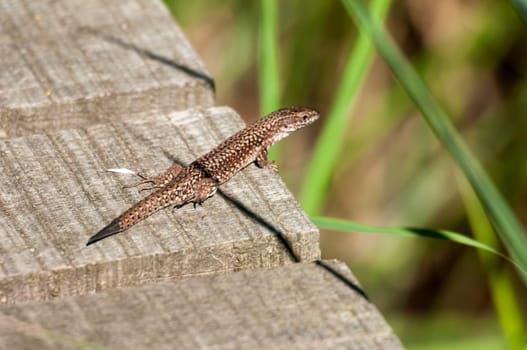 Side view of a wall lizard (Podarcis muralis) sitting on a jetty with a green plant.