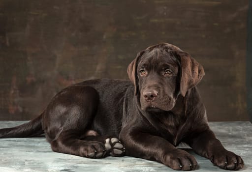 A portrait of a black Labrador dog taken against a black backdrop at studio.