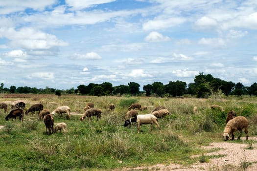 outdoor sheep grazing farm grass rural