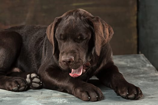 A portrait of a black Labrador dog taken against a black backdrop at studio.