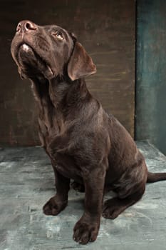 A portrait of a black Labrador dog taken against a black backdrop at studio.